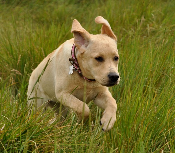 jumping dog, dog jumping in grass, puppy in action, pup jumping, jumping pup, running puppy, dog running in field